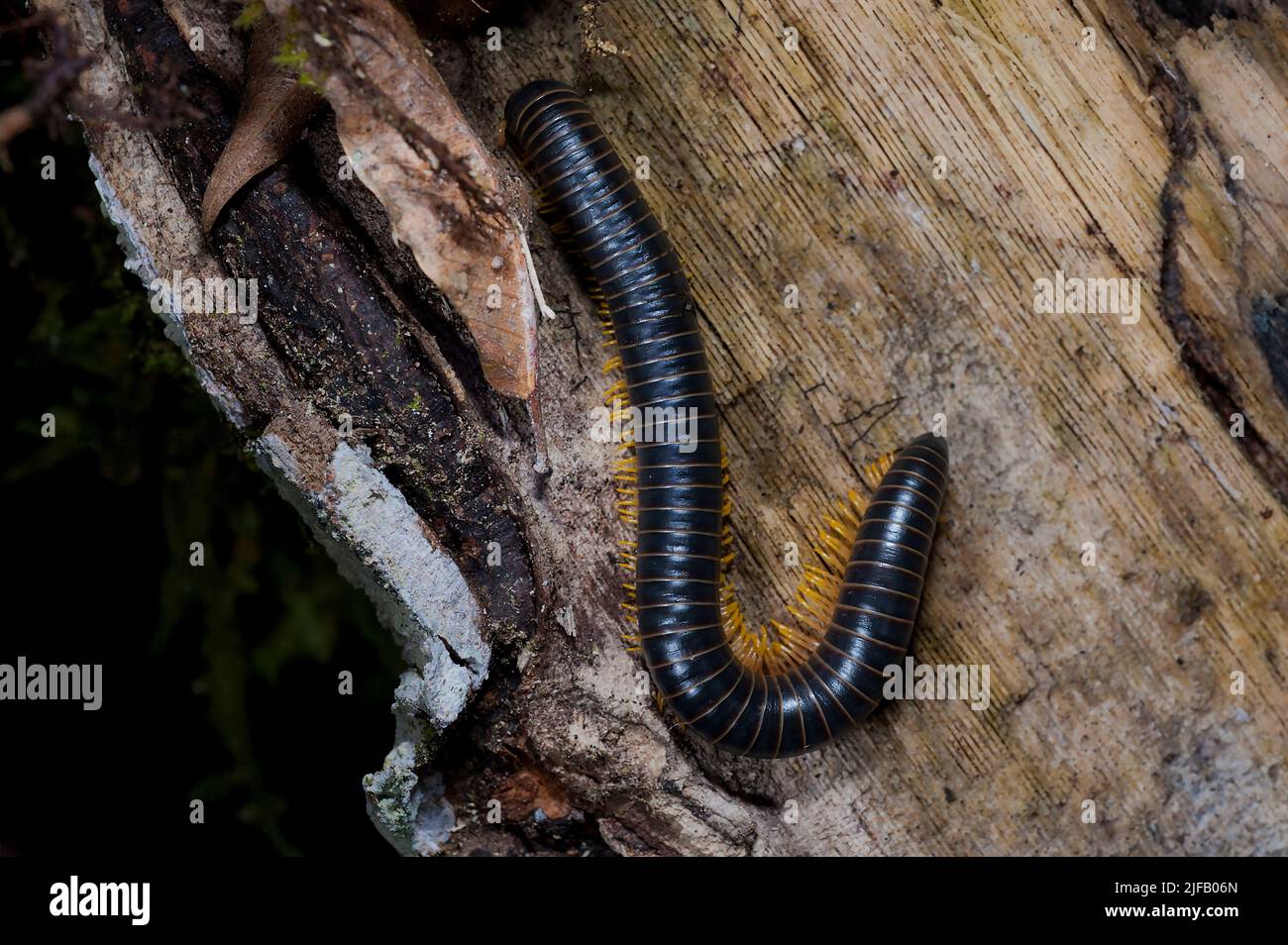 Unidentified millepede from the rainforest of Ecuador close to La Selva Lodge and Lake Garzacocha.. Stock Photo