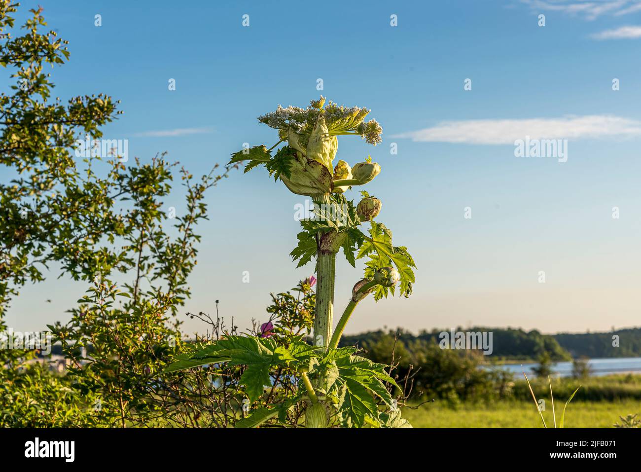 Giant hogweed is a poisonous plant and invasive in the dansih nature, Denmark, June 29, 2022 Stock Photo