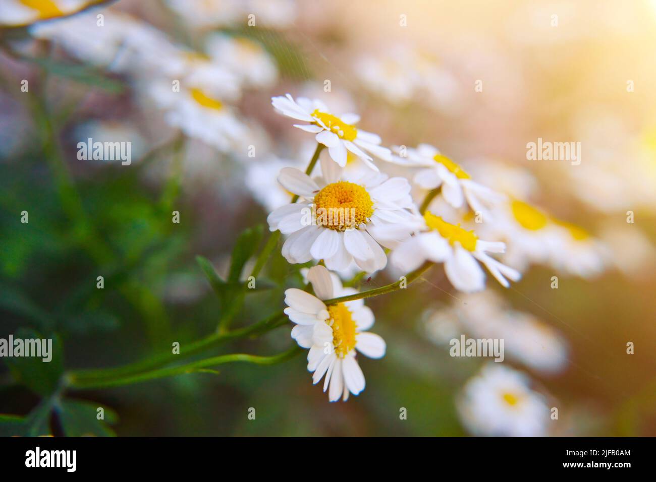 Detail of Chamomile flowers growing wild in green meadow. Summer field ...
