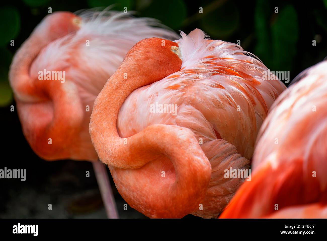 Yellow eyecamera hi-res stock photography and images - Alamy