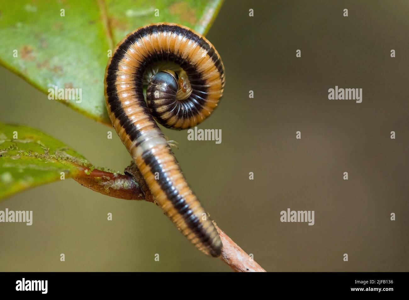 Unidentified millipede, about 5 cm long, from the forest of Palmarium, eastern Madagascar. Stock Photo
