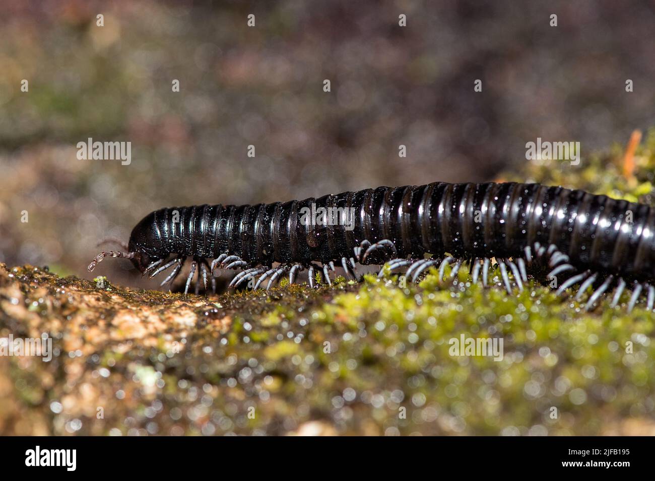 Giant millipede (possibly Archispirostreptus sp.) from Ranomafana National Park, Madagascar. Stock Photo