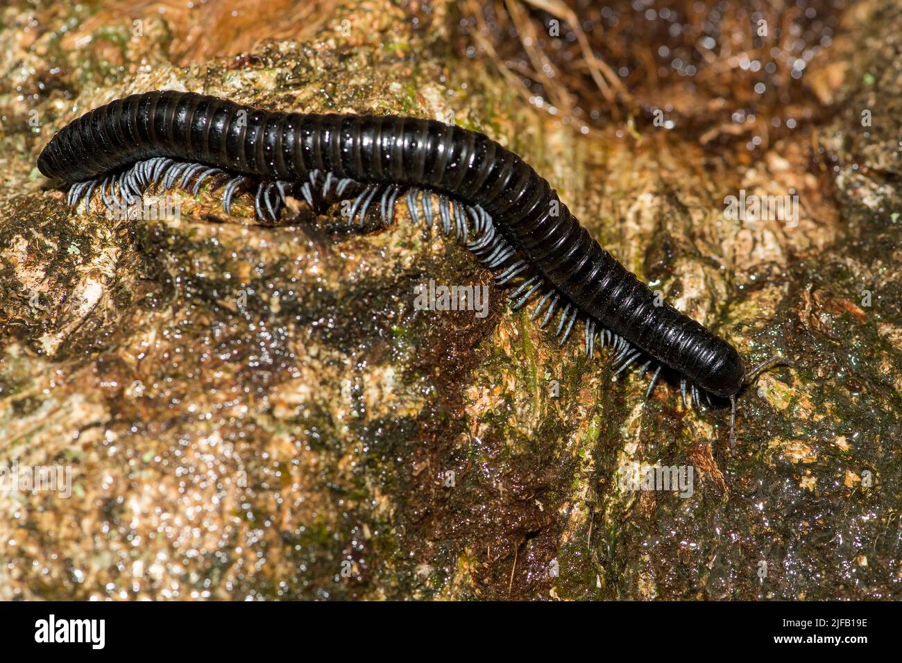Giant millipede (possibly Archispirostreptus sp.) from Ranomafana National Park, Madagascar. Stock Photo