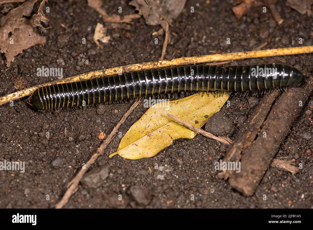 Giant millipede from the order Spirobolida photographed in Tangkoko National Park, northern Sulawesi, Indonesia Stock Photo