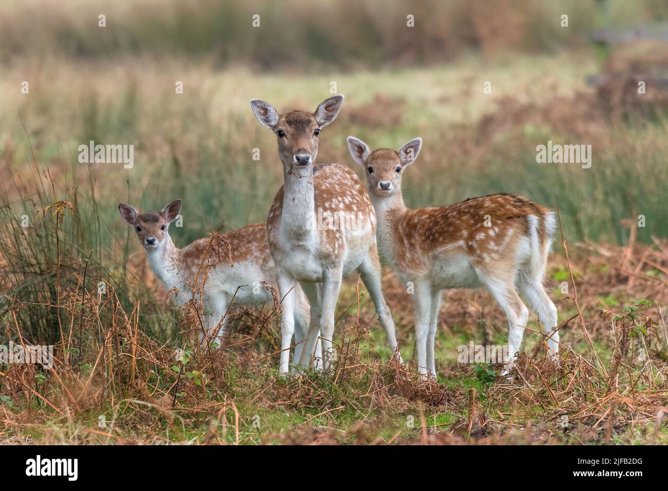 3 beautiful young fallow deer in the early morning autumn light at Bradgate Park, Leicestershire Stock Photo