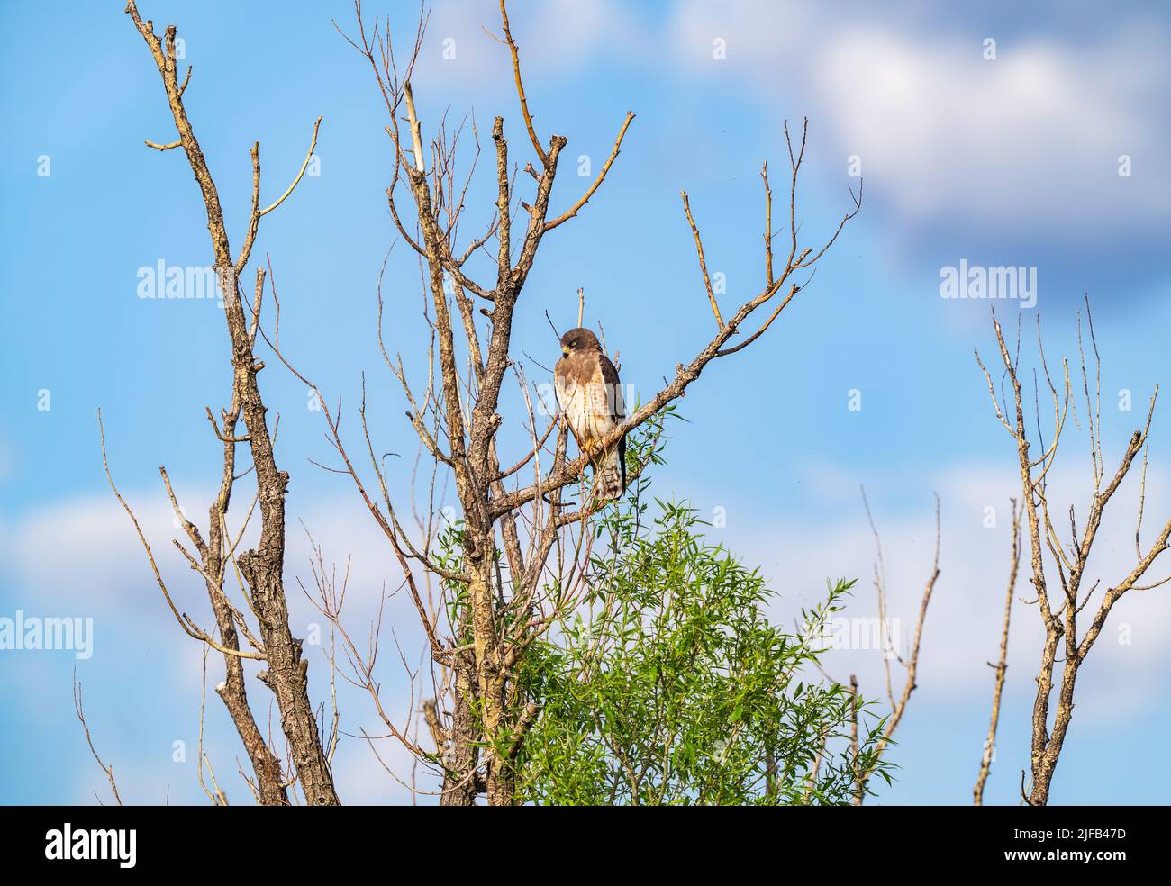 A Swainson's Hawk getting some shut eye while basking in the afternoon sunlight, in a beautiful peaceful setting of blue sky and fluffy white clouds. Stock Photo