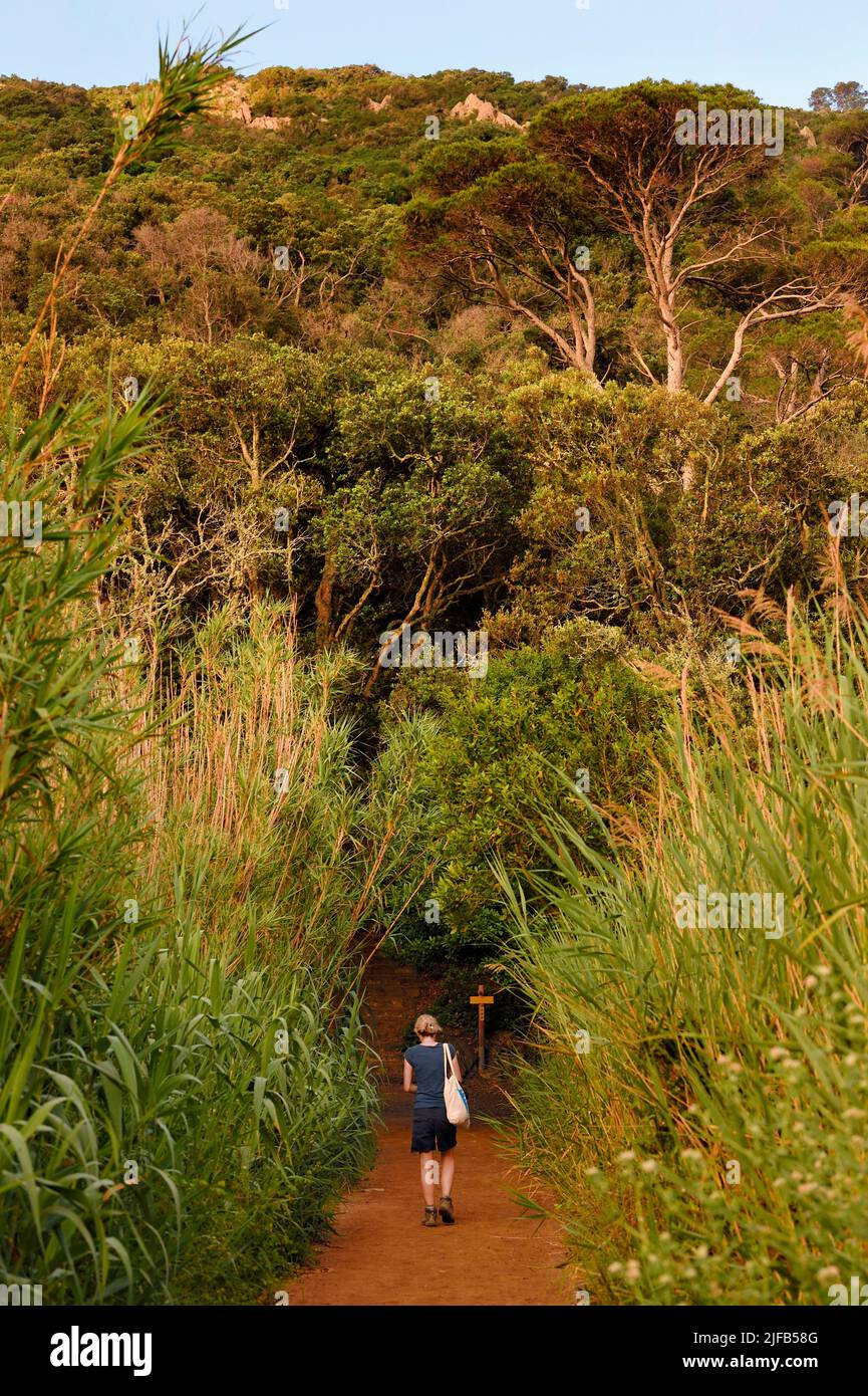 France, Var, Iles d'Hyeres, Parc National de Port Cros (National park of Port Cros), Port-Cros island, hiker walking on a path surrounded by bamboo Stock Photo