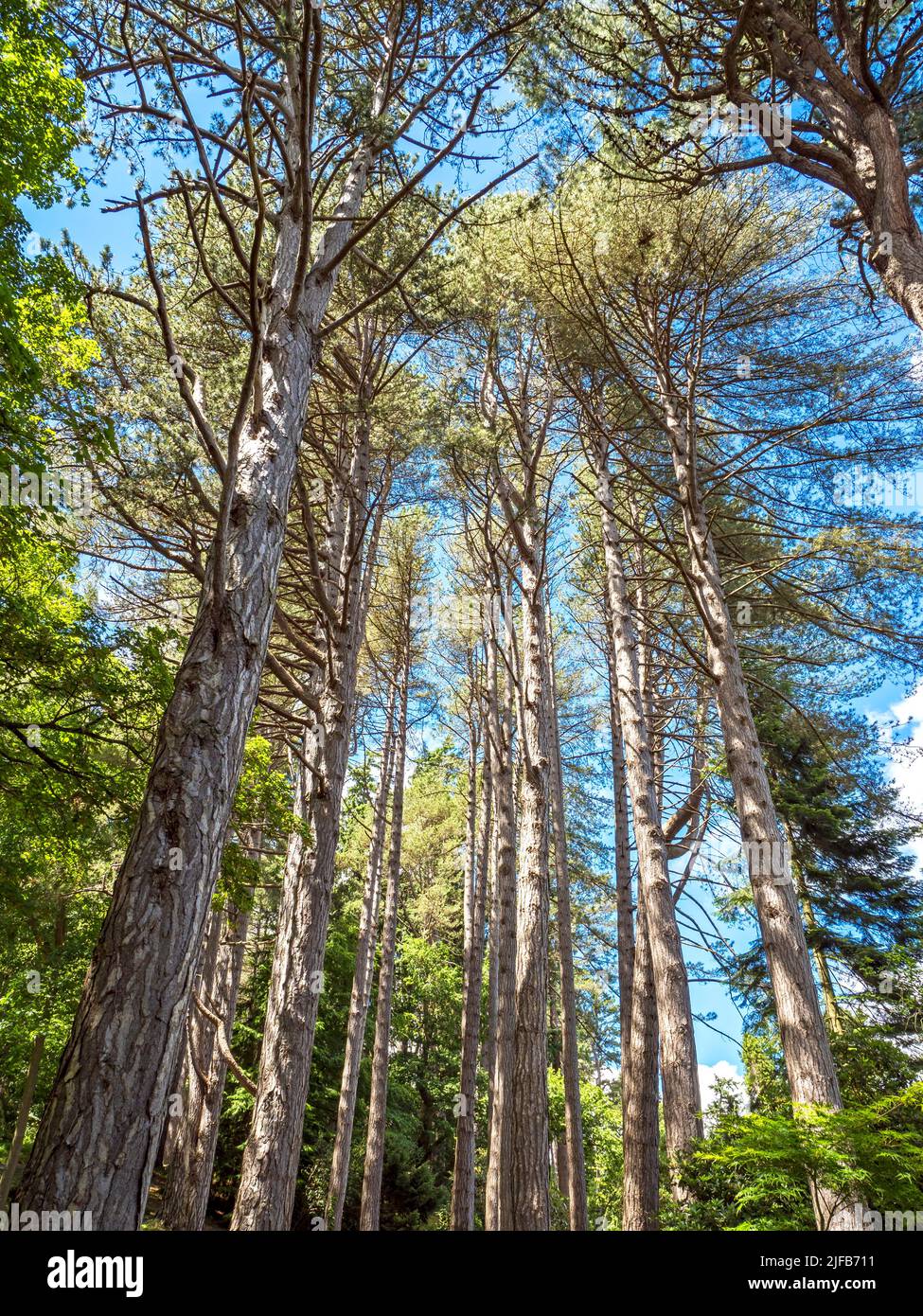 Tall pine trees with a blue sky background Stock Photo