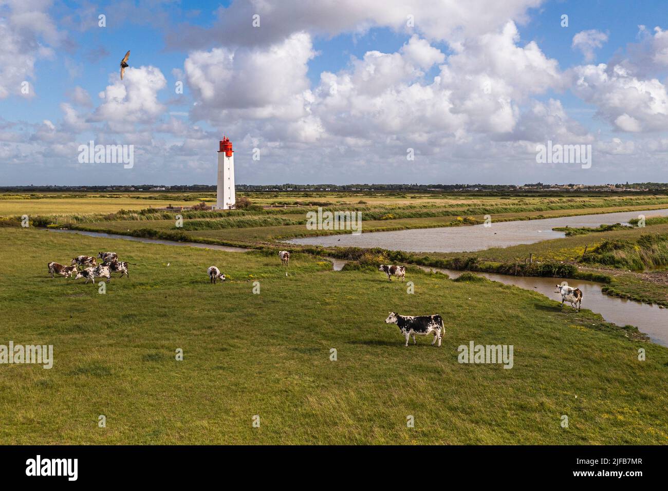 France, Charente-Maritime, Fouras, cows in the salt meadows of the flood-prone areas of the Charente estuary and Soumard rear alignment lighthouse (aerial view) Stock Photo