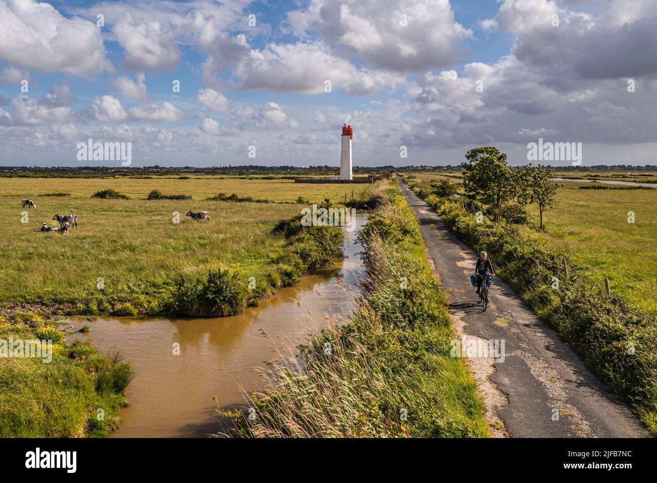 France, Charente-Maritime, Fouras, cyclist traveling along the Flow Vélo cycle route, cows in the salt meadows of the flood-prone areas of the Charente estuary and Soumard rear alignment lighthouse (aerial view) Stock Photo