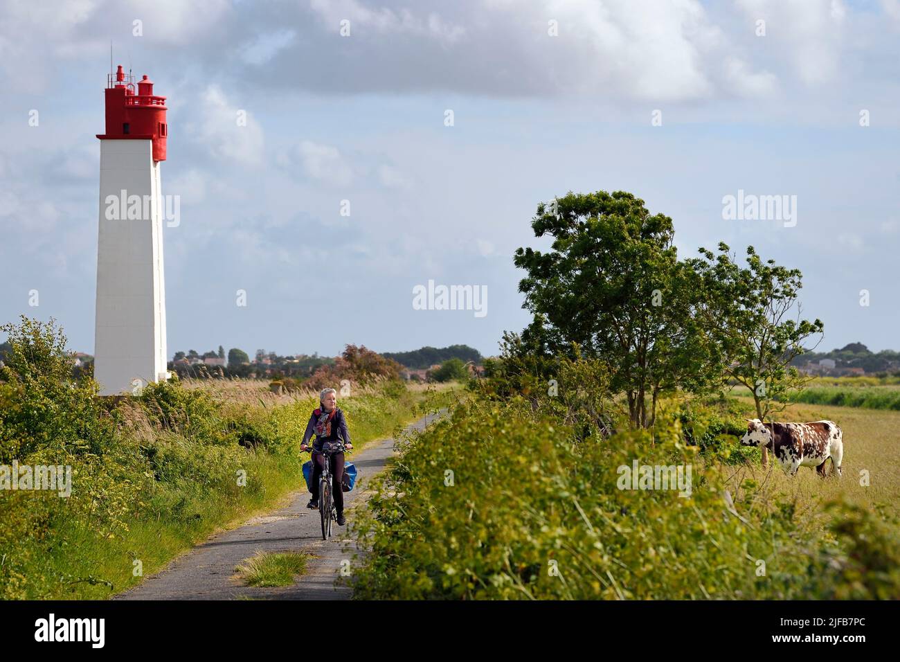 France, Charente-Maritime, Fouras, cyclist traveling along the Flow Vélo cycle route observed by the cows in the salt meadows of the flood-prone areas of the Charente estuary and Soumard rear alignment lighthouse Stock Photo