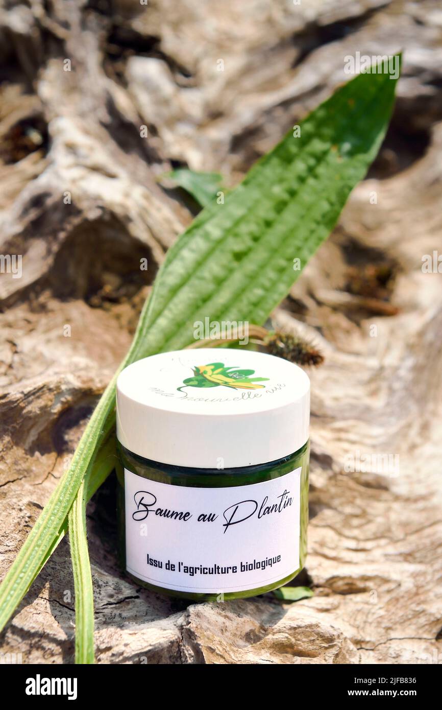 France, Charente, Chazelles, Ma Nouvelle Vie (My New Life) Botanical Garden created by Marc Buergo, plantain balm (Plantago major) is excellent against insect bites Stock Photo