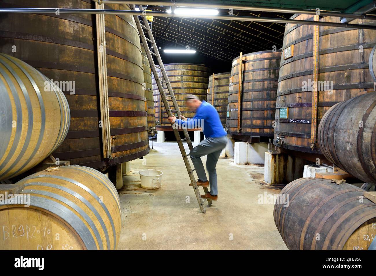 France, Charente, Sireuil, Distillerie des Moisans, in aging and blending cellars, Stock Photo