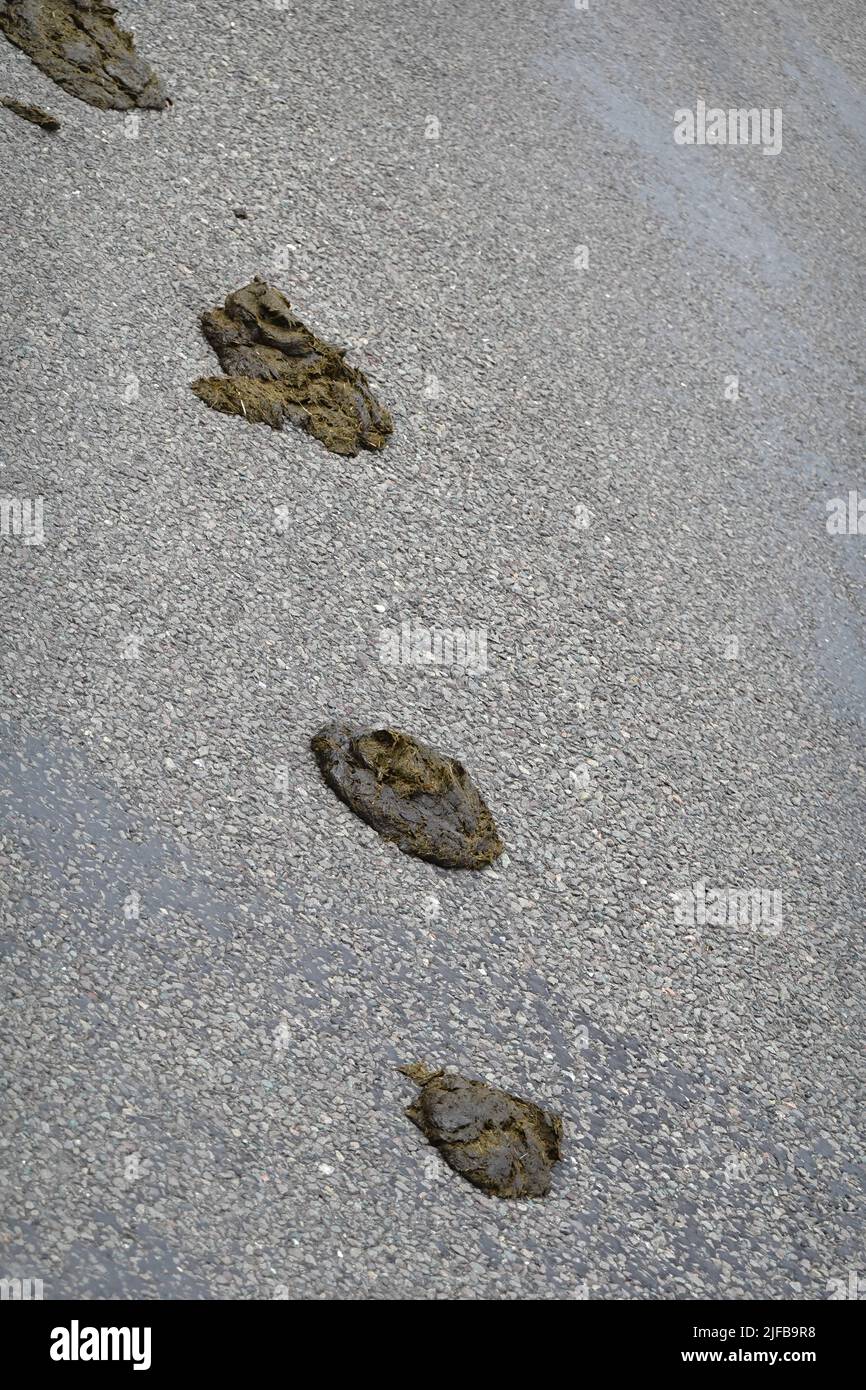 Horse droppings on a road Stock Photo Alamy