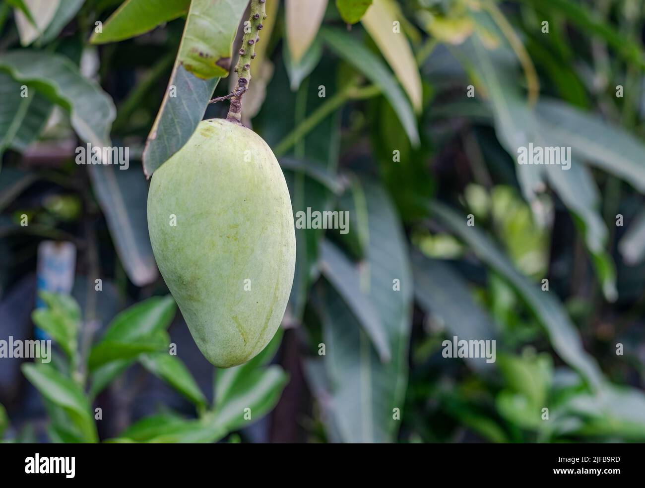 Ripe fresh mango hanging in a tropical garden with copy space Stock Photo