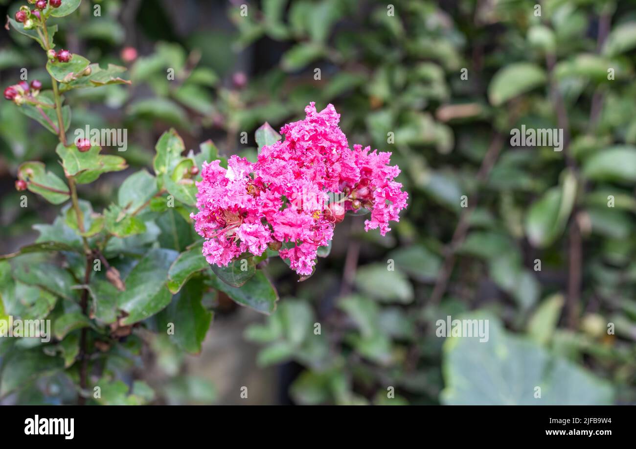 Selective focused red viburnum tinus flower blossomed in the garden with copy space Stock Photo