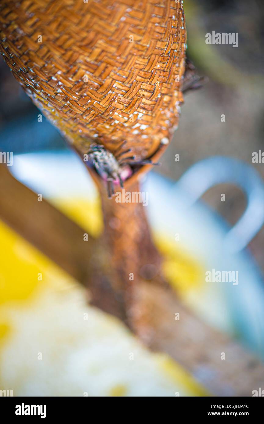 France, French Guiana, Amazonian Park, heart zone, Camopi, couleuvre