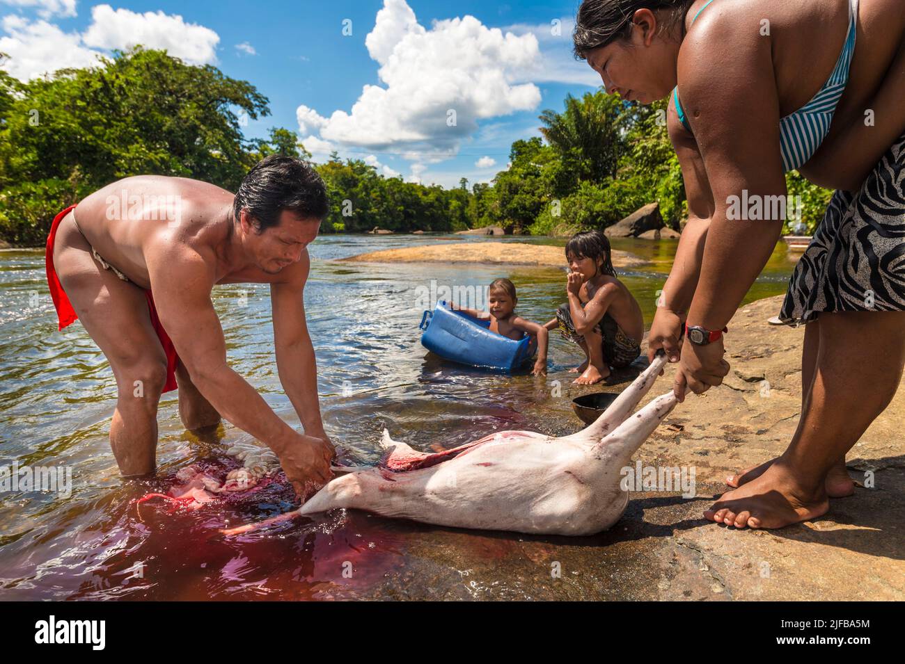 France, French Guiana, Amazonian Park, heart zone, Camopi, Wayãpi Native Americans in the Oyapock River preparing for dinner a freshly hunted Collared Peccary (Pecari tajacu) called pakira Stock Photo