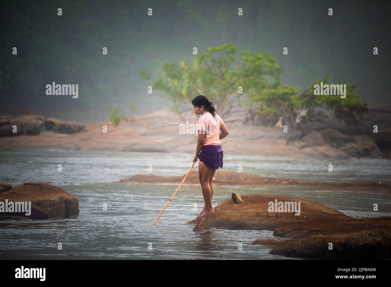 France, French Guiana, Amazonian Park, heart zone, Camopi, Amerindian family Teko in bivouac on the Camopi river for a traditional nivrée fishing, which consists in spreading an extremely powerful milky substance called rotenone, contained in the sap of the hali hali lianas, and which acts on the respiration of the fish, the poison is slowly dilutes in water and in a few seconds the fish are asphyxiated, the active molecule does not penetrate into the muscles of the fish, the fish can be eaten without danger Stock Photo