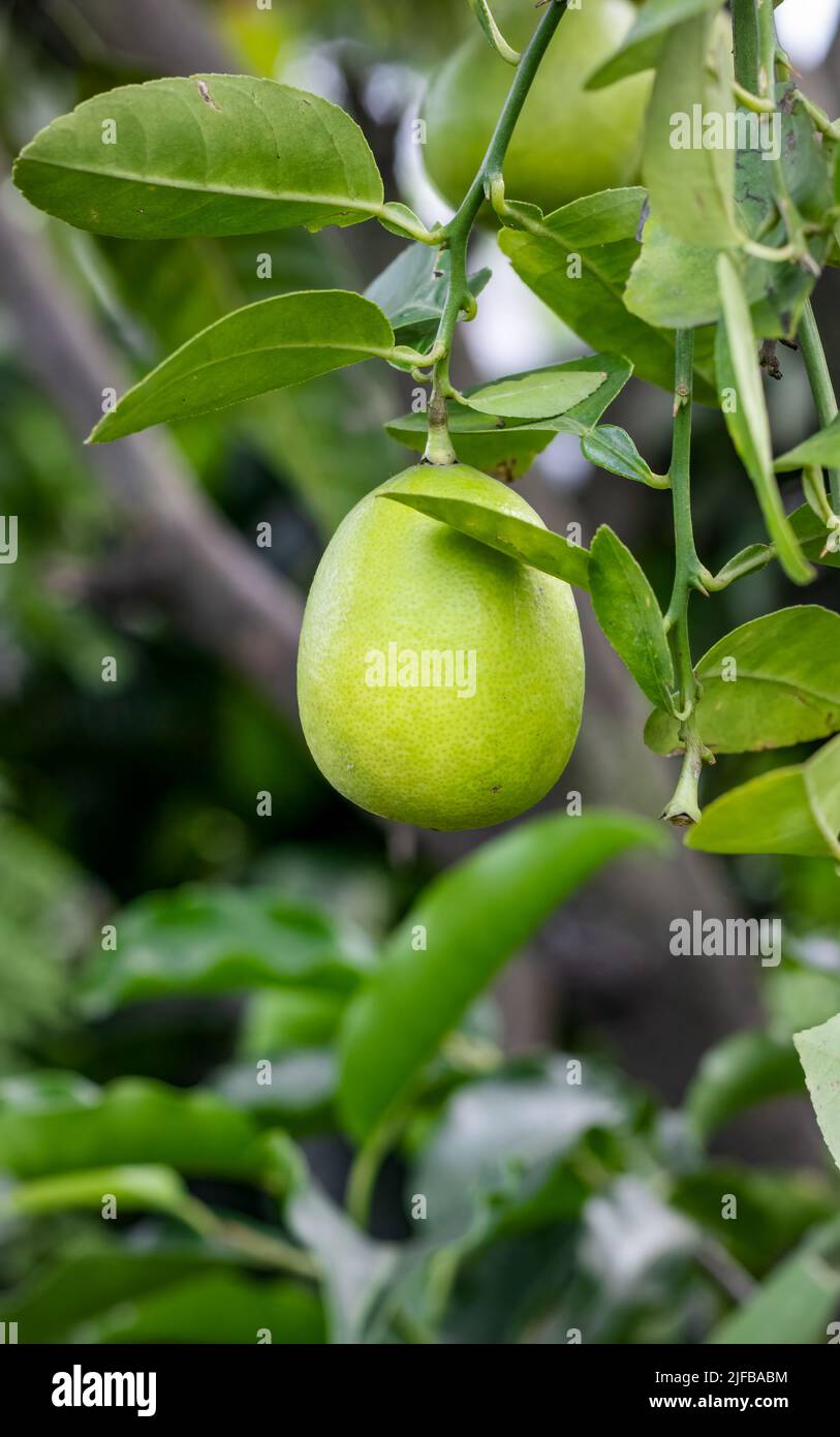Shallow focused young green lemon hanging on the tree Stock Photo