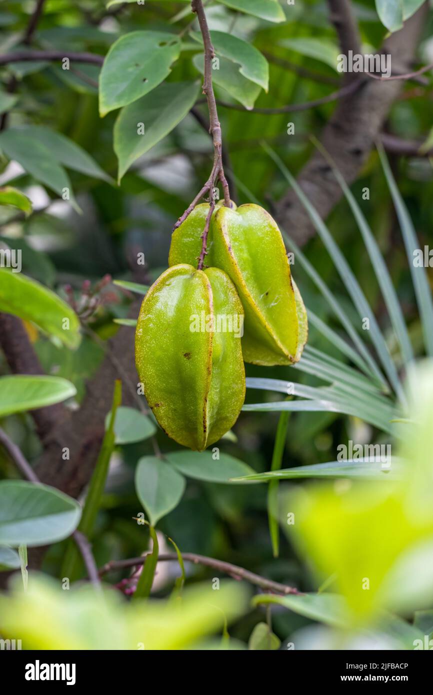 Two delicious starfruit or carambola hanging on the tree in the garden close up Stock Photo