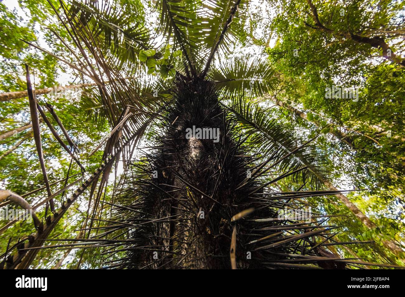 France, French Guiana, Amazonian Park, heart zone, Saül, young palm trees often have trunks bristling with thorns to protect themselves from predators Stock Photo