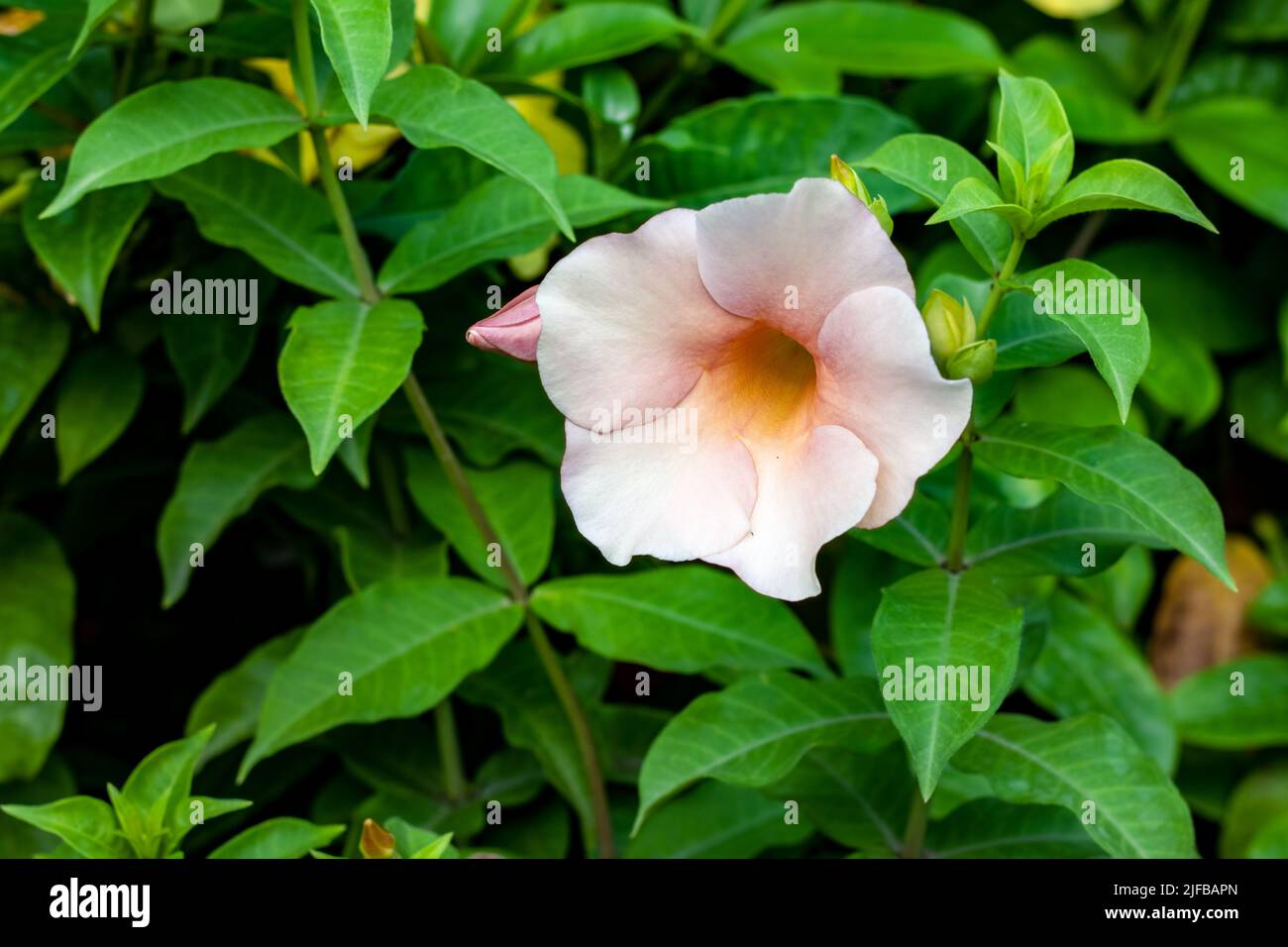 White common trumpet or allamanda cathartica flower close up with copy space Stock Photo