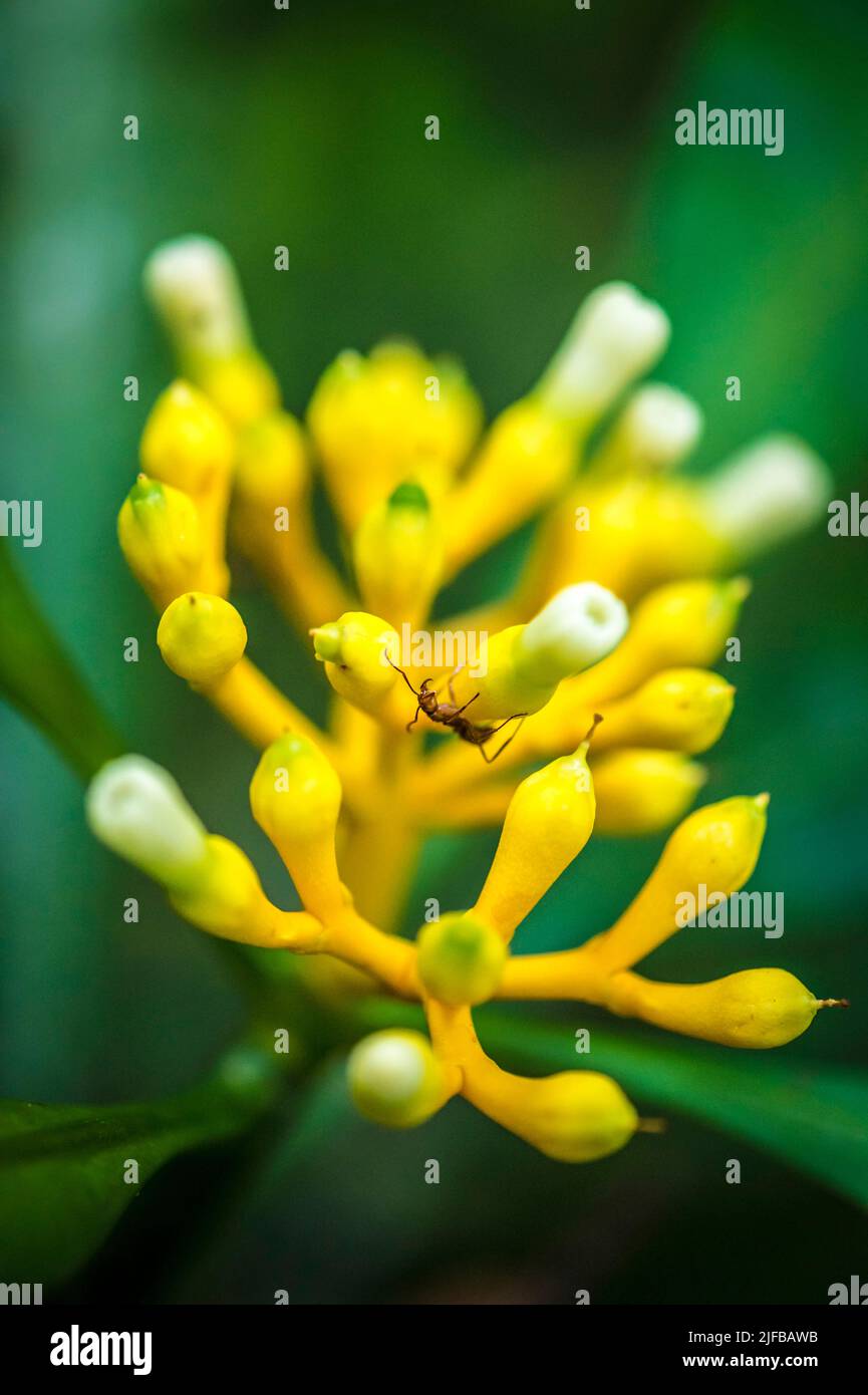 France, French Guiana, Amazonian Park, heart zone, Saül, Flowers of Potalia amara (Gentianaceae) with an ant, Roche Bateau hiking trail Stock Photo