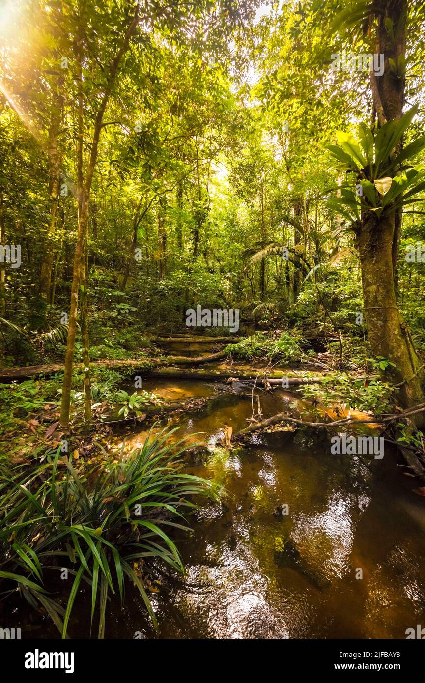 France, French Guiana, Amazonian Park, heart zone, Saül, Amazonian undergrowth on the Roche Bateau hiking trail Stock Photo