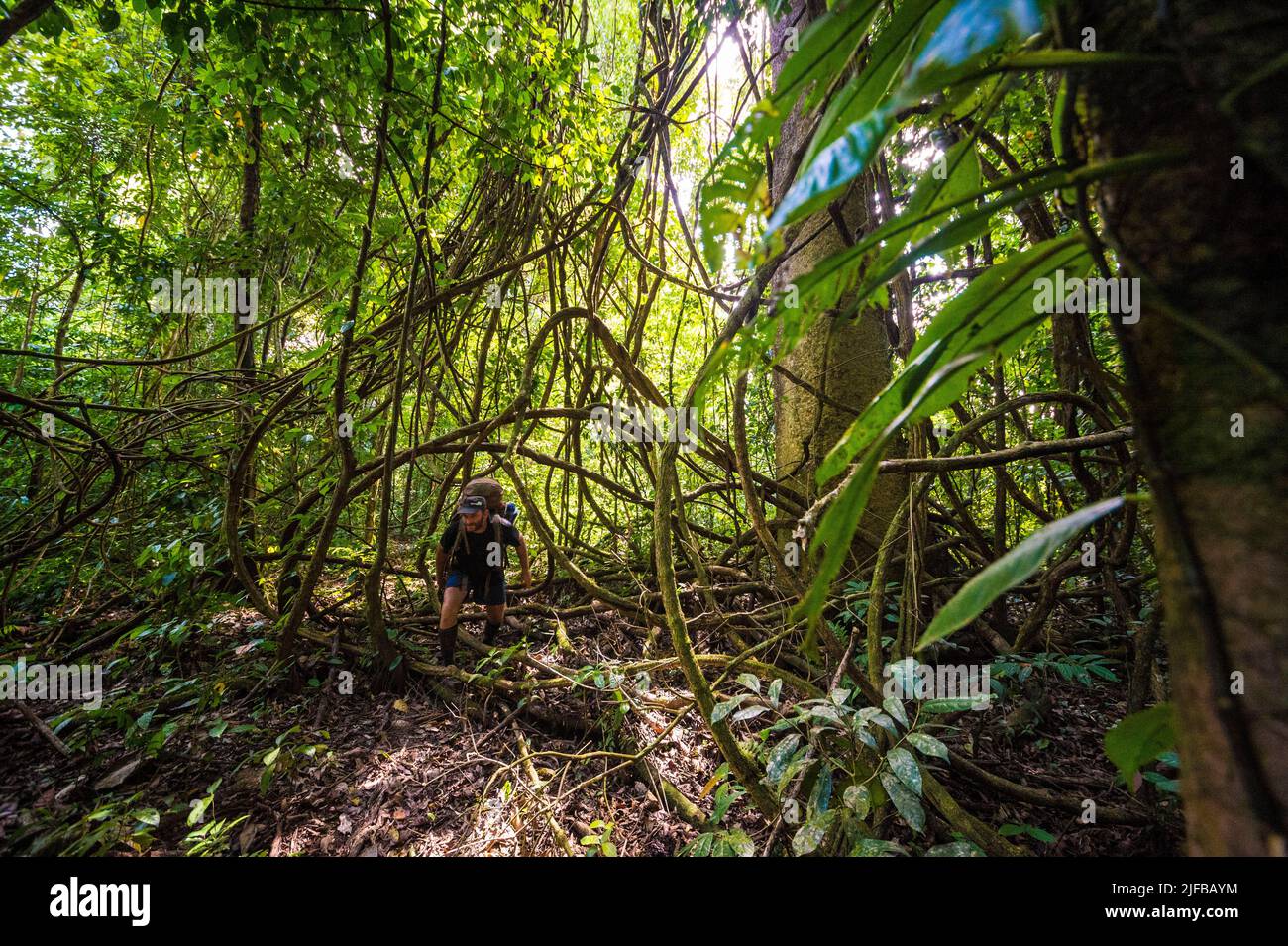 France, French Guiana, Amazonian Park, heart zone, Saül, Hiking on the Cascade trail in the Galbao Mountains Stock Photo