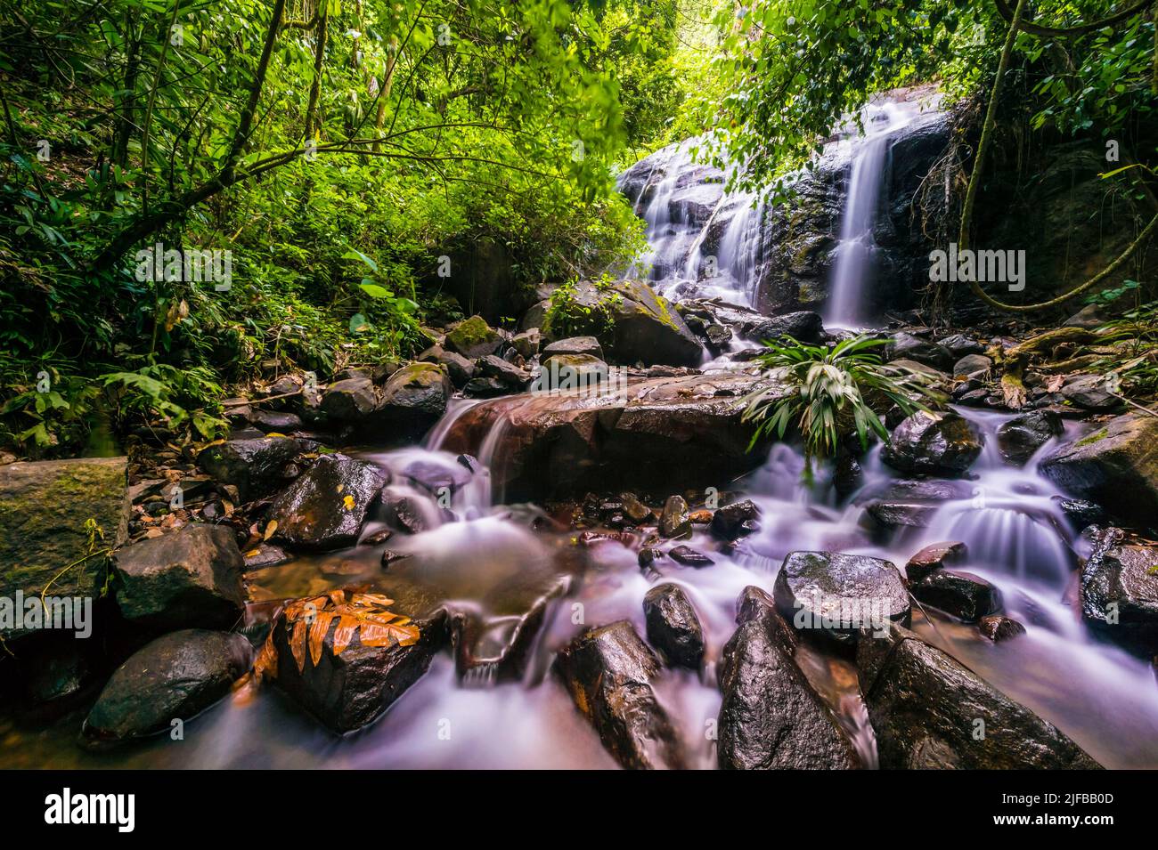 France, French Guiana, Amazonian Park, heart zone, Saül, Hiking on the