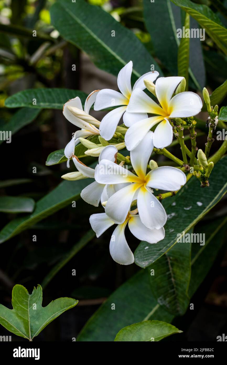 White frangipani flowers bloomed on a branch in the garden Stock Photo