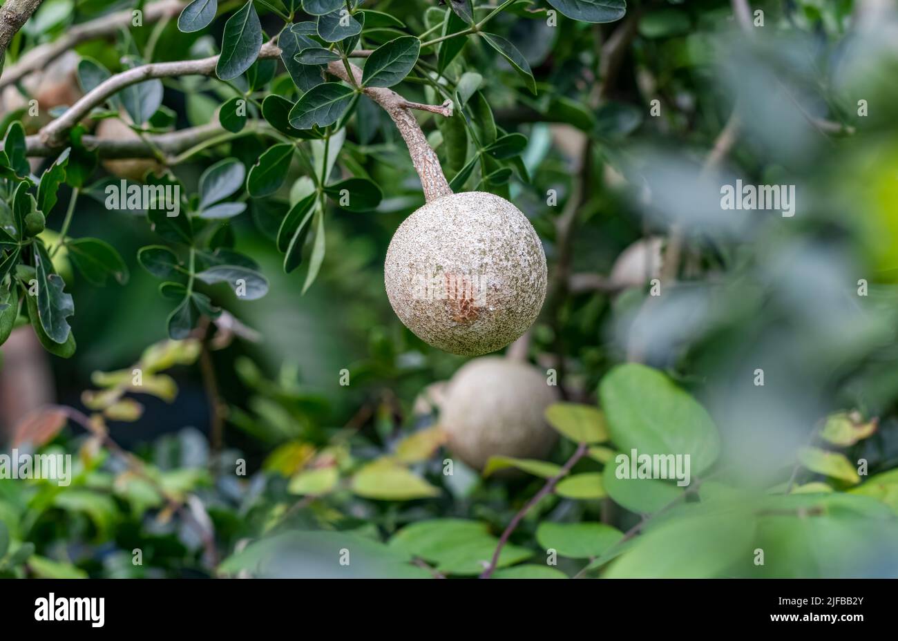 Wood apple or limonia acidissima fruit growing on the tree with copy space Stock Photo