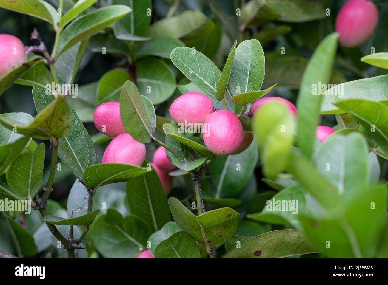 Close up shot of carissa carandas fruit inside of an agricultural farm Stock Photo