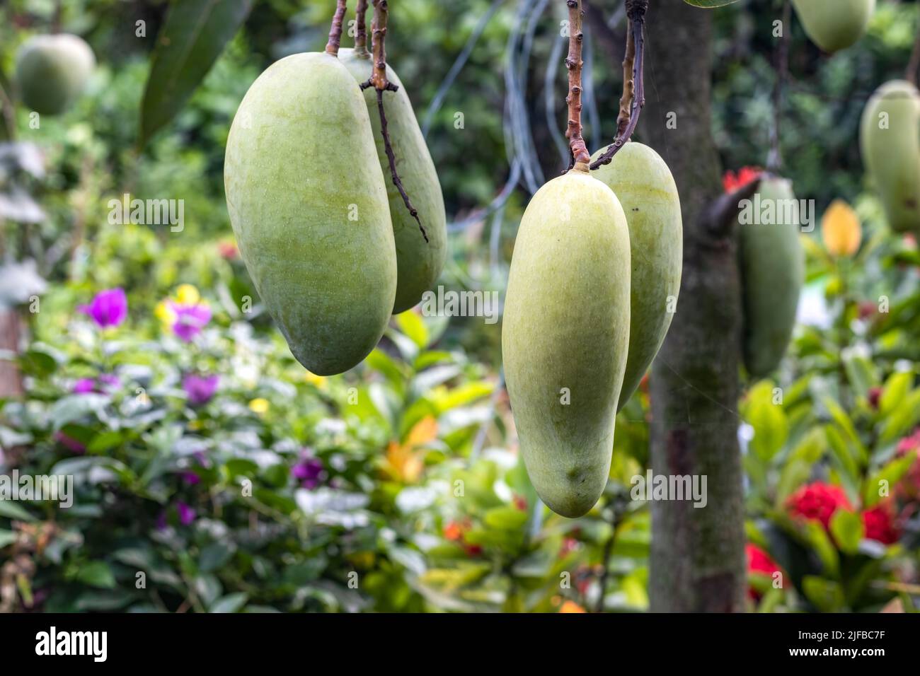 Mango fruit hanging on the tree inside of an agricultural farm close up Stock Photo