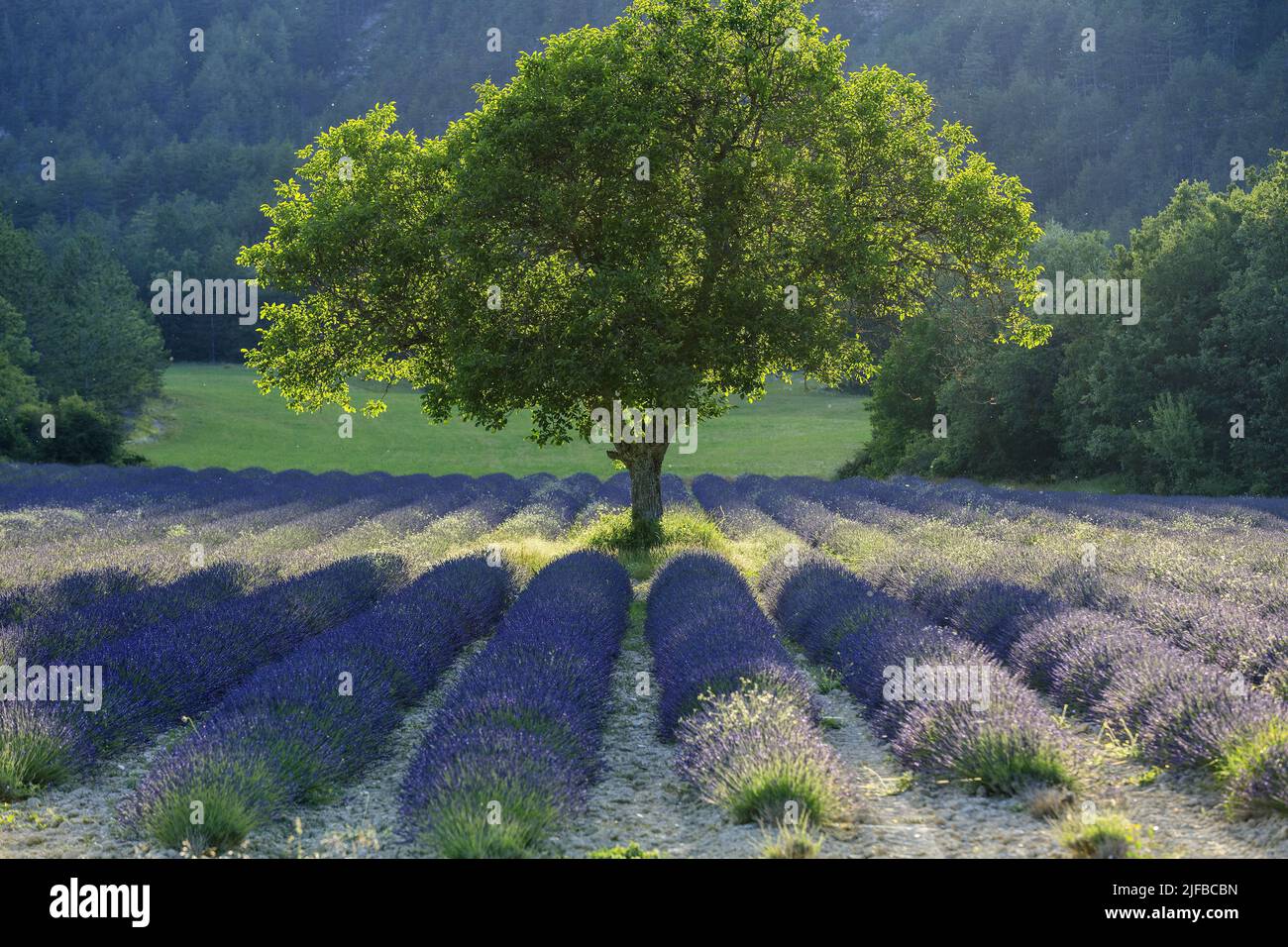 France, Drome, regional natural park of Baronnies Provençales, La Rochette du Buis, lavender field Stock Photo