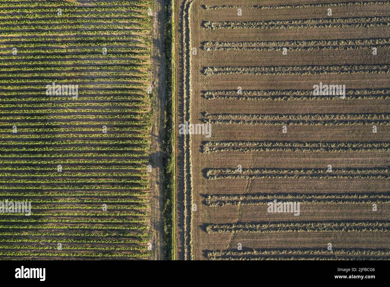 France, Var, Provence Verte, Brue Auriac, vines and hay (aerial view) Stock Photo