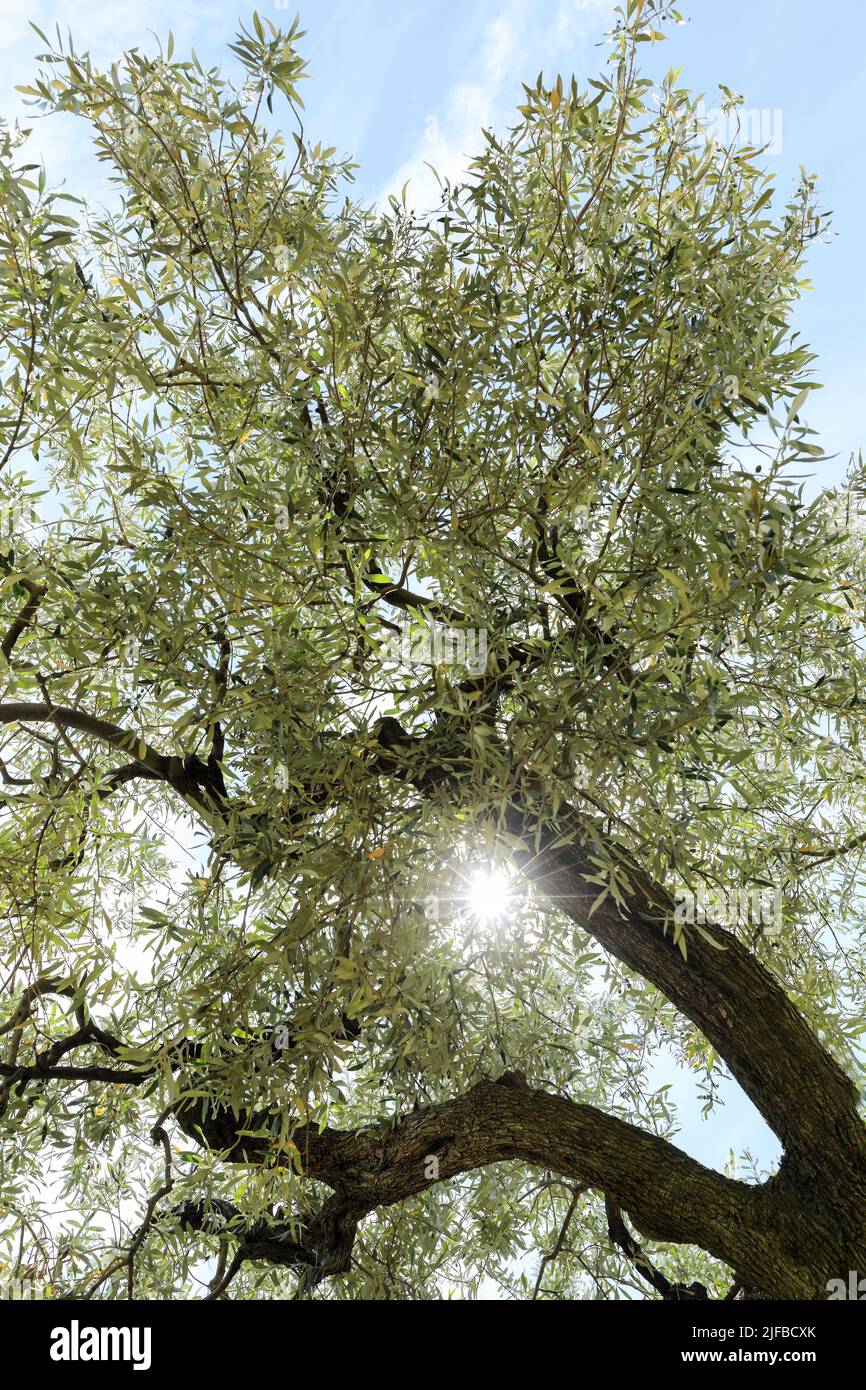 France, Drome, regional natural park of Baronnies provençales, Buis les