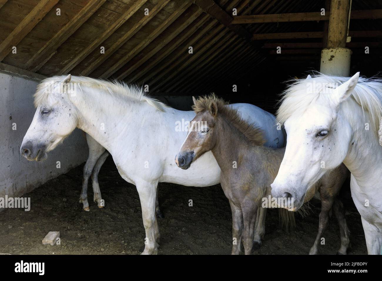 France, Bouches du Rhone, regional natural park of Camargue, Arles, Villeneuve, Mas Saint Germain, manade, breeding of Camargue horses Stock Photo