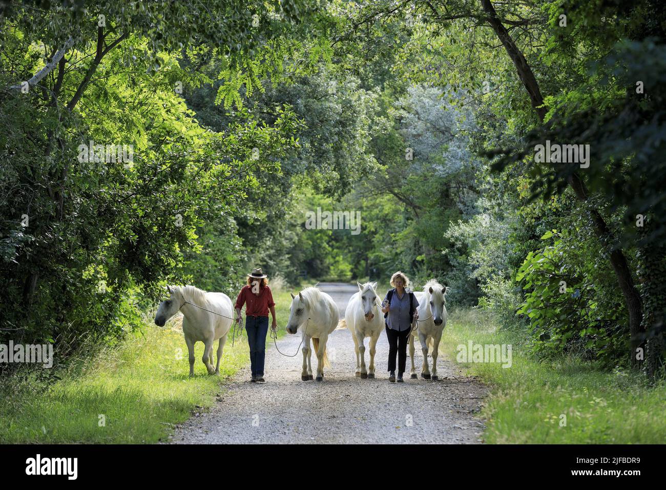 France, Bouches du Rhone, regional natural park of Camargue, Arles, Villeneuve, Mas Saint Germain, manade, breeding of Camargue horses, Laure and Monique Stock Photo