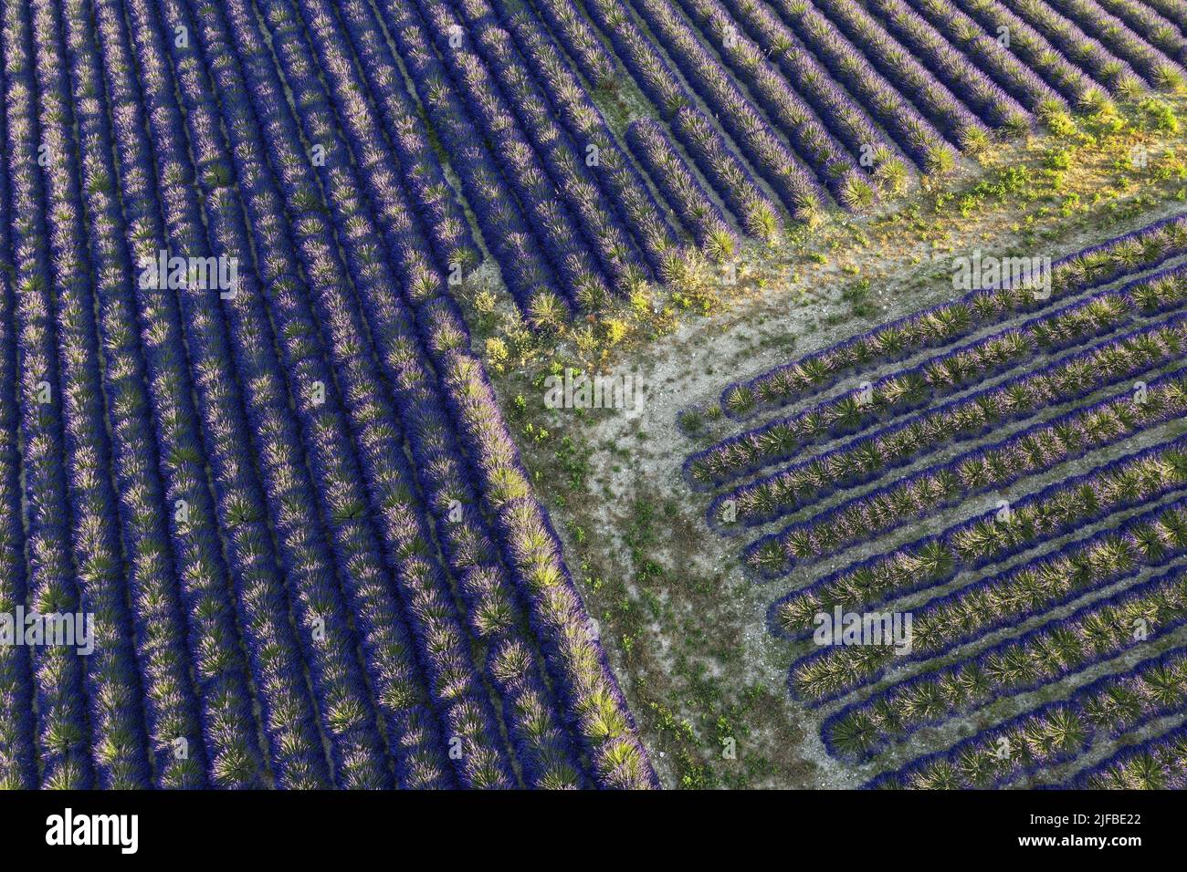France, Alpes de Haute Provence, Reillanne, lavender field (aerial view) Stock Photo