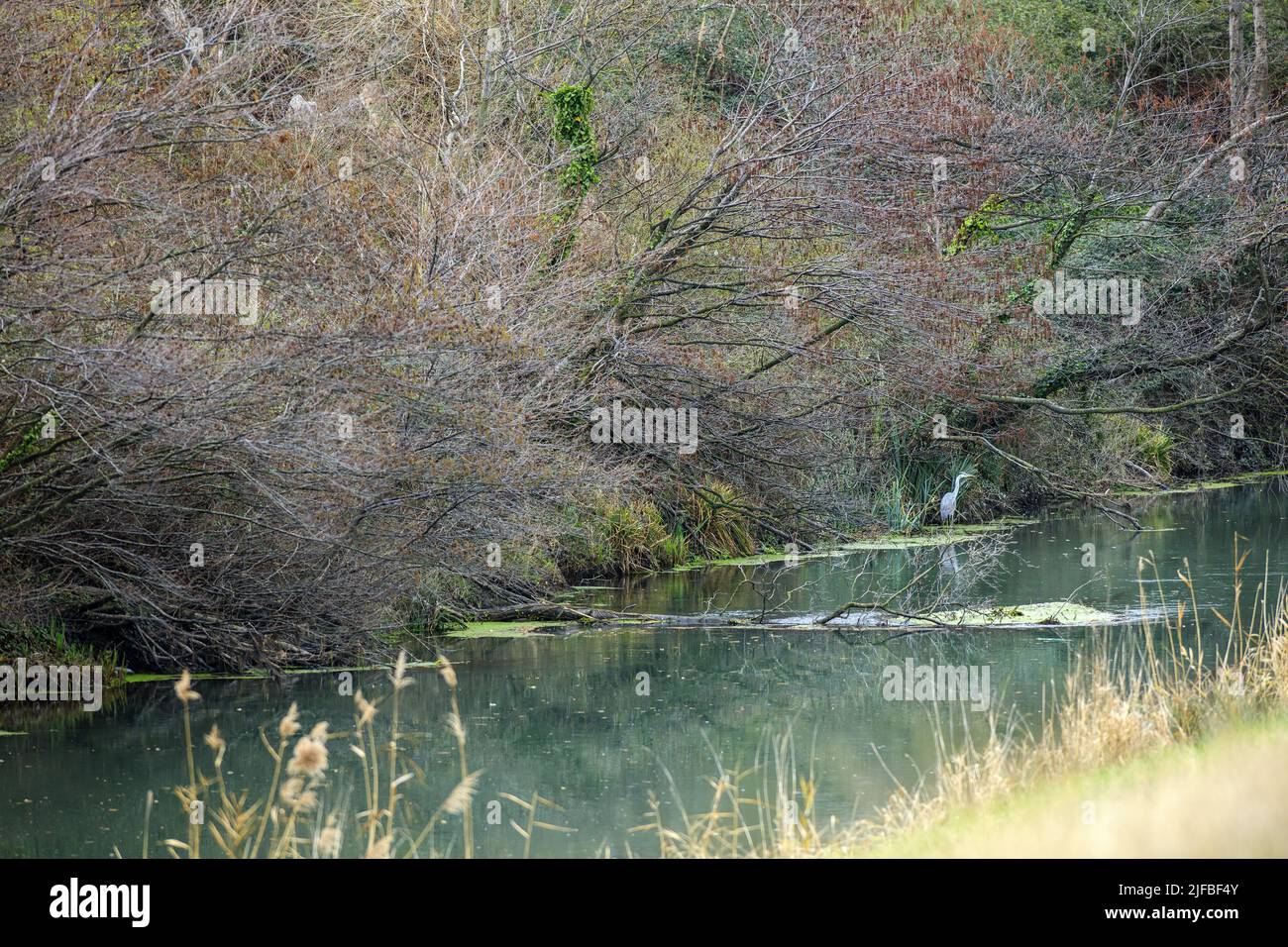 France, Vaucluse, Caderousse, tailrace canal of the Rhone, heron Stock Photo