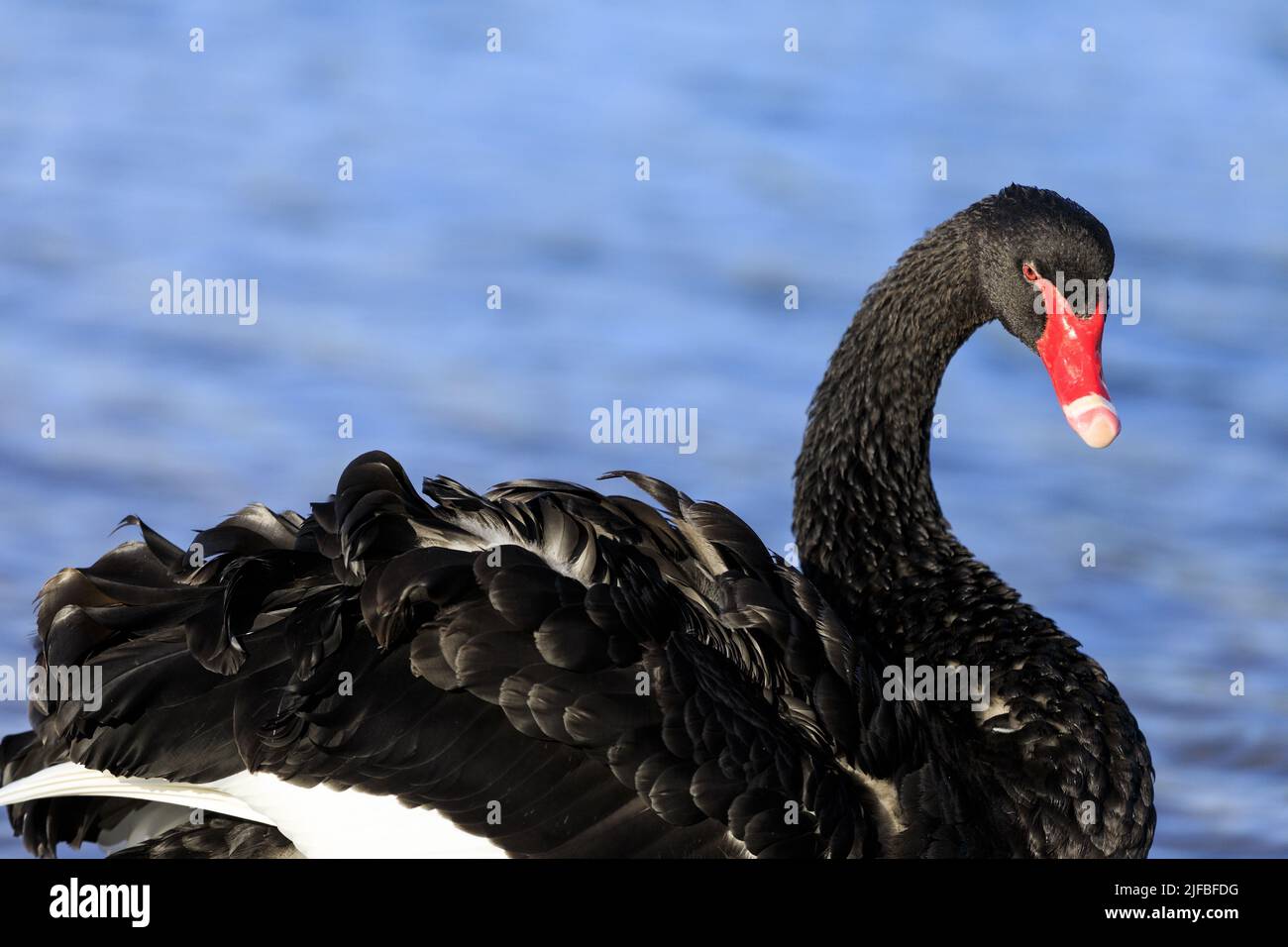 France, Var, Frejus, Saint Aygulf district, Esclamandes beach, mouth of the Argens, black swan Stock Photo