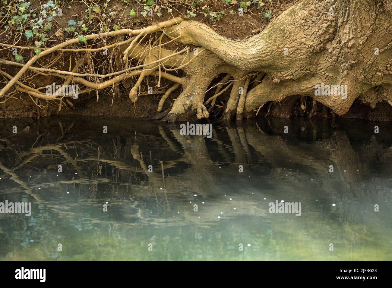 France, Var, Provence Verte, Bras, Le Cauron river tributary of the L'Argens river, reflections in the water Stock Photo