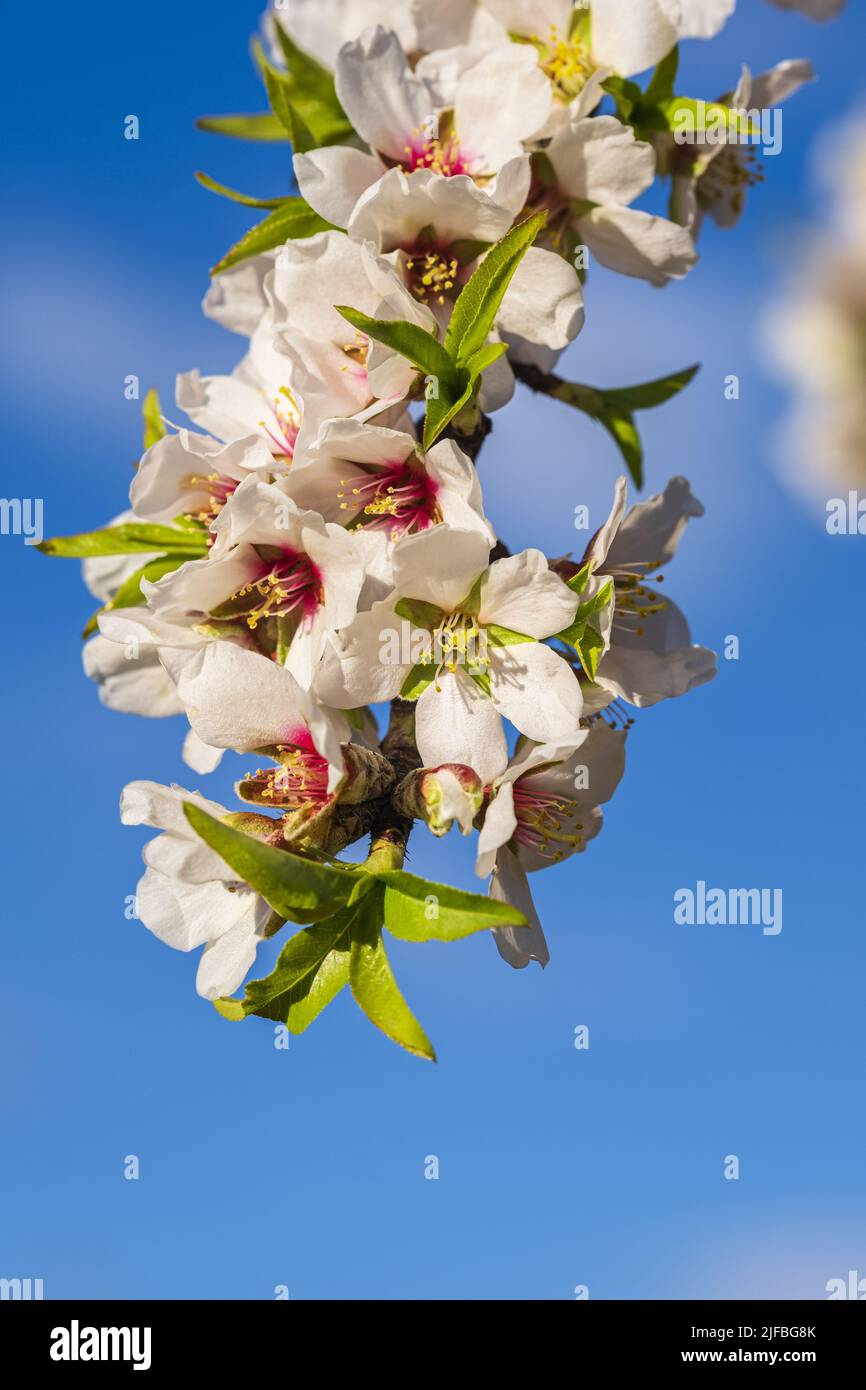 France, Vaucluse, Luberon regional nature park, Villars, cultivation of almond trees Stock Photo