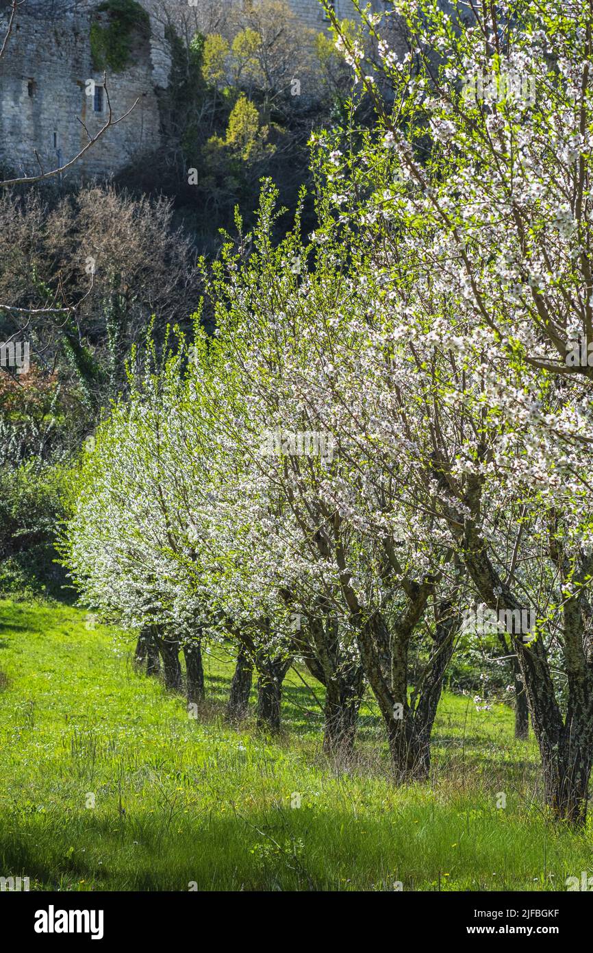 France, Vaucluse, Luberon regional nature park, Oppede-le-Vieux, cherry trees in bloom Stock Photo
