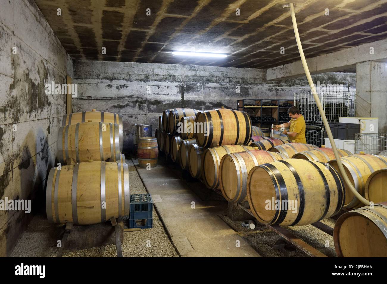 France, Saone et Loire, Moroges, vineyard of the Chalonnaise coast, Berthault Domain, David Berthault in the cellar Stock Photo