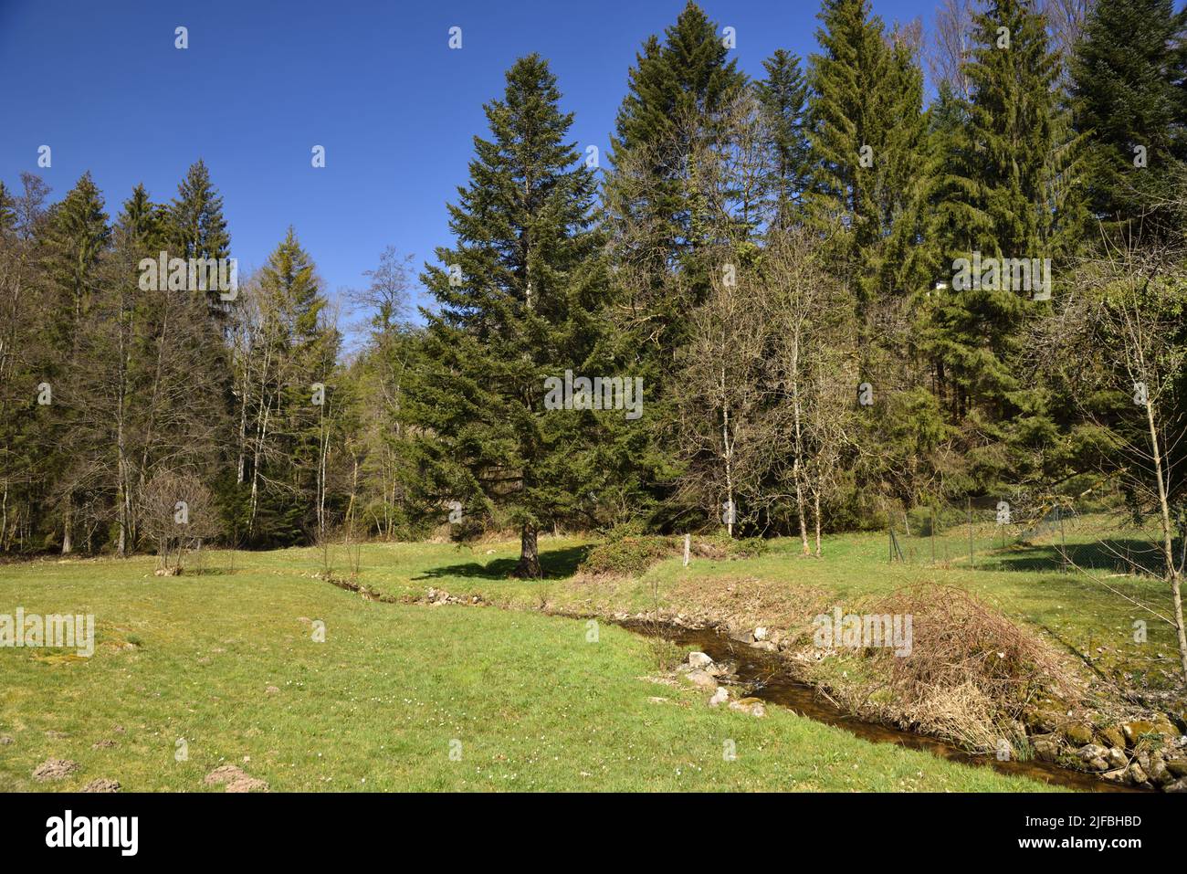 France, Vosges, Tendon, site of the Cascades of Tendon, stream near the Grande Cascade du Tendon Stock Photo
