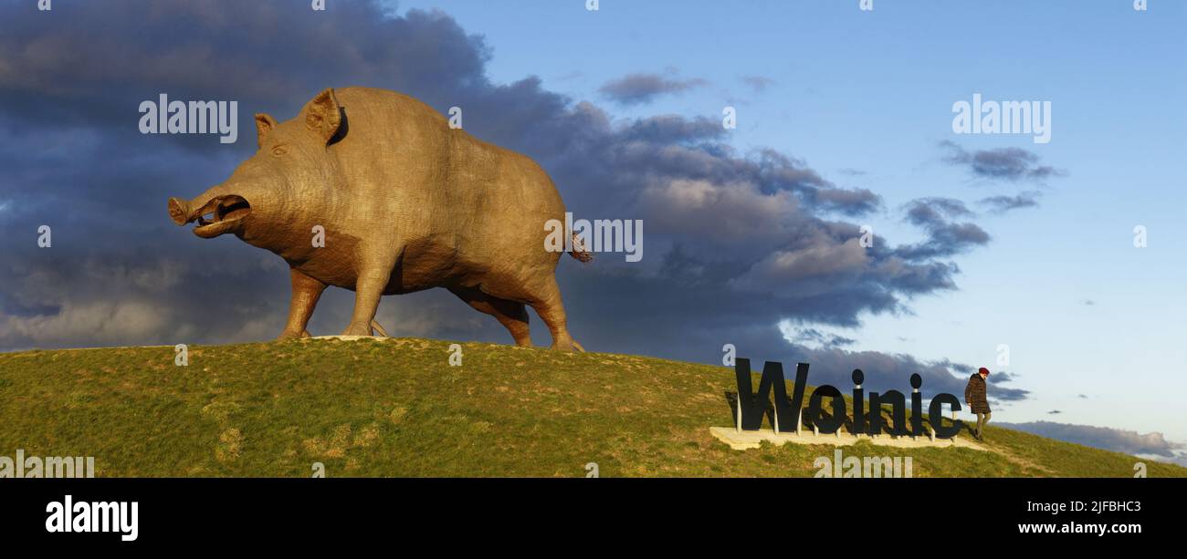 France, Ardennes, Saulces Monclin, Woinic, the largest boar in the ...