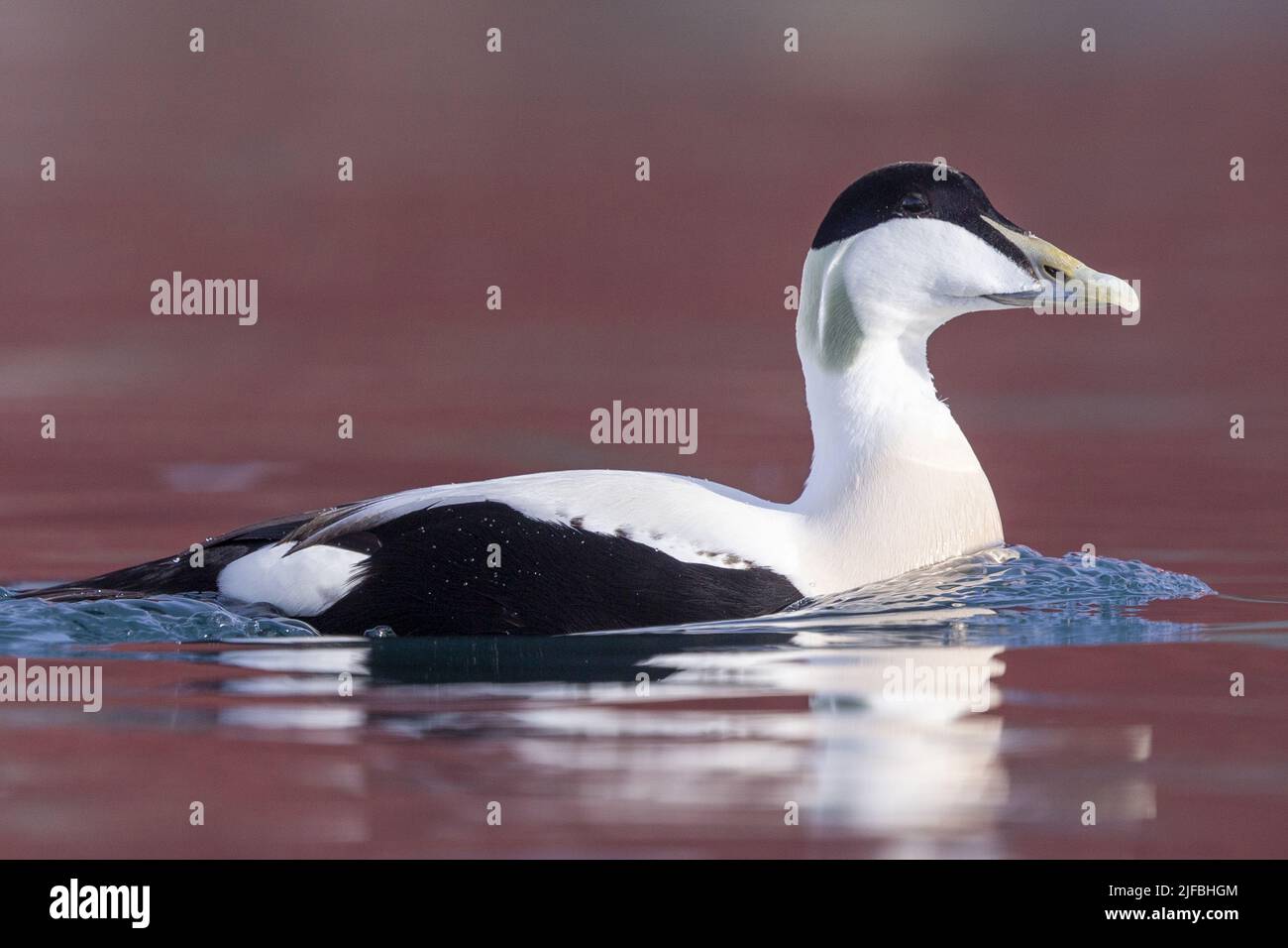 Norway, Varanger Fjord, Båtsfjord, Harbour of Båtsfjord, Common eider (Somateria mollissima), male Stock Photo